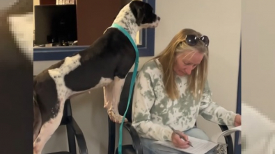 Illustration : "La joie contagieuse d'une chienne de refuge sauvée de l'errance assistant à la signature d'un document qui change sa vie (vidéo)"