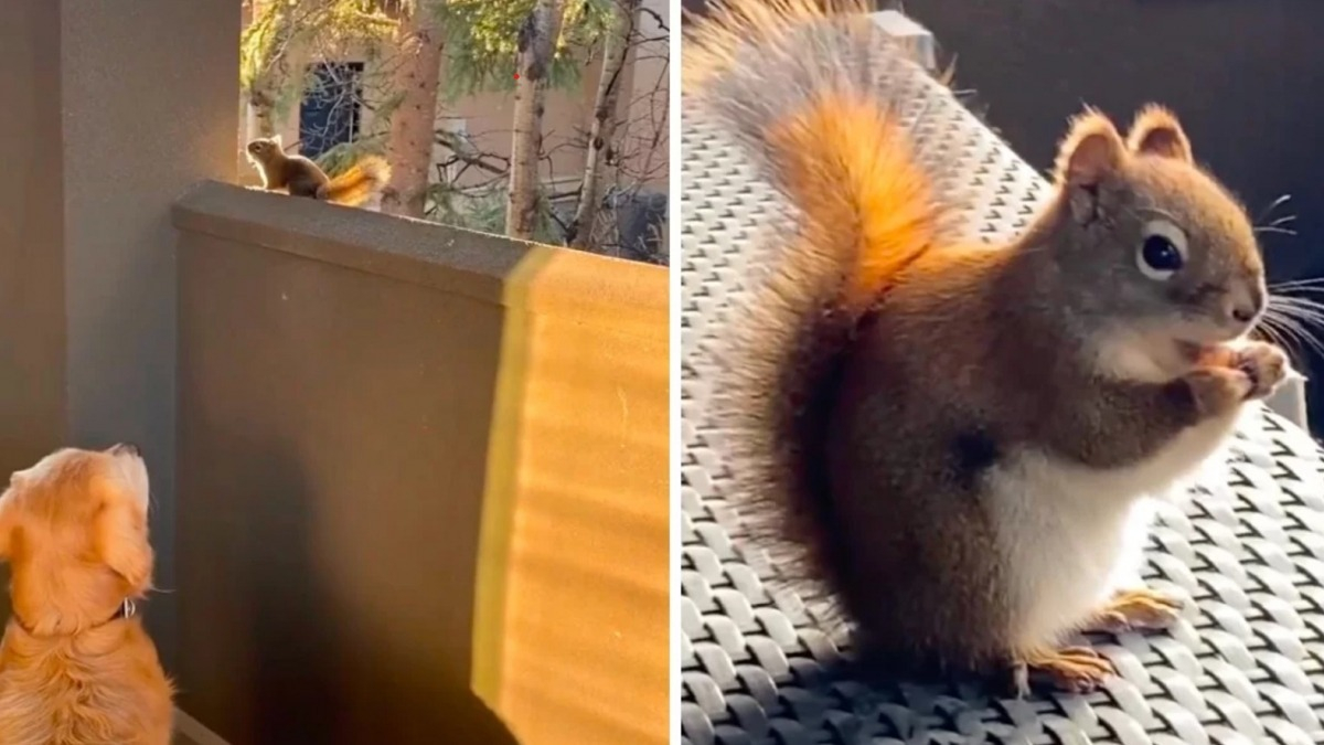 L’étonnante amitié entre Murphy, un Golden Retriever, et Chippy un écureuil roux (vidéo)