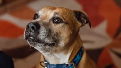 Illustration : "Abandonné à contre-cœur par son maître, un chien solitaire attend plus de 500 jours qu’un adoptant lui donne sa chance"