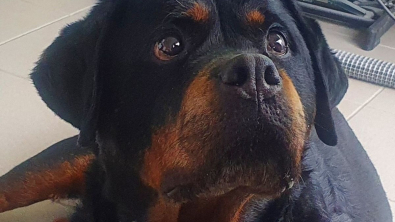 Illustration : Après 10 ans passés dans un refuge, cette Rottweiler trouve enfin une famille aimante