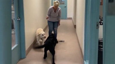 Illustration : L'euphorie de 2 Labradors séniors inséparables quittant le refuge vers leur nouvelle vie (vidéo)