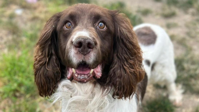 Illustration : Abandonné dans un jardin, ce chien senior cherche une nouvelle famille