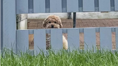 Illustration : "L’adorable passion de ce petit chien, qui adore par dessus tout regarder à travers la clôture de ses maîtres"