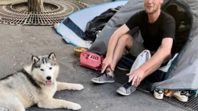 Illustration : "Cet Husky Sibérien devient ami avec un SDF et donne à son maître une leçon de vie"