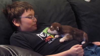 Illustration : Belka, une adorable croisée Husky-Malamute, tente ses premiers hurlements avec l'aide de son maître