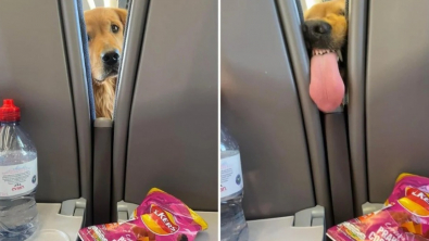 Illustration : Lors d’un voyage en train, un Golden Retriever gourmand essaye de voler le repas d’un voyageur installé derrière lui