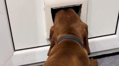 Illustration : "Voici Loki, un Braque Hongrois fort curieux, qui aime à surveiller le voisinage (vidéo)"