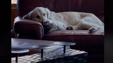 Illustration : Franklin, un adorable Golden Retriever, exige un rituel précis avant d’aller dormir