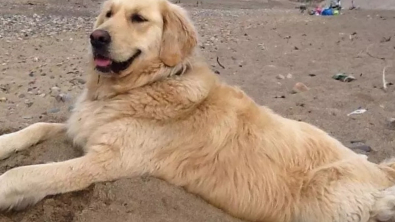 Illustration : "Le geste généreux et inspirant d'un chauffeur de taxi envers une chienne que la maladie privait des sorties à la plage dont elle raffolait"