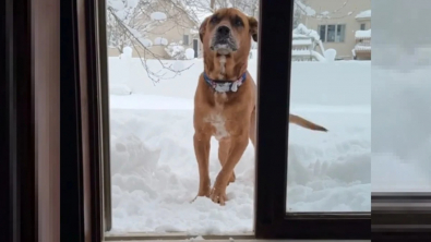 Illustration : Après avoir échappé au pire, un chien né dans les îles découvre la neige pour la première fois (vidéo)