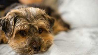 Illustration : Une propriétaire d’animaux trop exigeante ne trouve personne pour garder son chien à cause des règles qu’elle impose