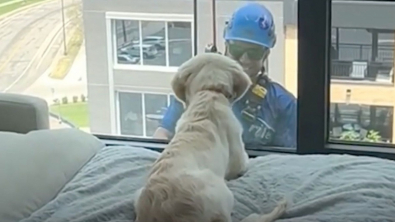Illustration : "La surprise de ce jeune Golden Retriever, lorsqu’il découvre un laveur de vitres derrière la fenêtre de son appartement situé au 8e étage (vidéo)"