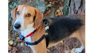 Illustration : "Gumbo, le Coonhound, parvient enfin à surmonter son traumatisme, après avoir passé 700 jours dans un refuge"