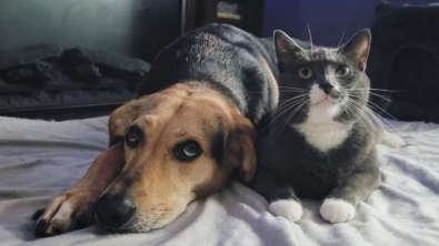 Illustration : "L'amour inconditionnel entre Meadow le chien et Twig le chat séduit des millions d'internautes sur TikTok"