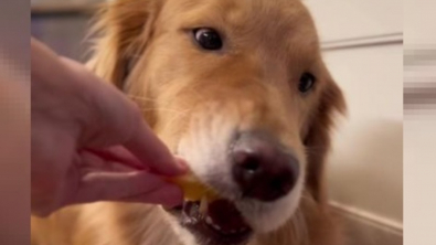 Illustration : "L’adorable réaction de Sunday, la Golden Retriever, lorsqu’elle croque pour la première fois dans un quartier de pomme (vidéo)"