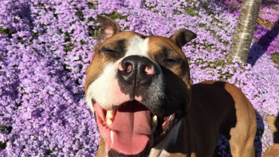 Illustration : "Théodore, le Pitbull au parcours inspirant, est atteint d’un cancer rare et souhaite encore profiter de la vie en réalisant ses rêves"