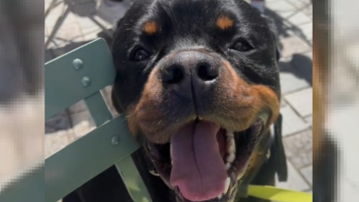 Illustration : "La déception d'un Rottweiler victime d'un traitement à part en raison de son apparence effacée par la petite attention de sa maîtresse (vidéo)"