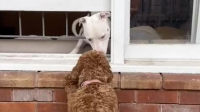 Illustration : Comme Roméo et Juliette, cette Labradoodle vient saluer son ami chien à la fenêtre 