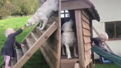 Illustration : Cette petite fille apprend à sa Golden Retriever à glisser sur le toboggan (vidéo)