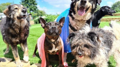 Illustration : "Afin de sauver davantage de chiens dont personne ne veut, une association fait l’acquisition d’un immense terrain et le transforme en sanctuaire"