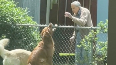 Illustration : "Deux Golden Retrievers entretiennent une relation touchante avec le voisin âgé de leurs maîtres (vidéo)"
