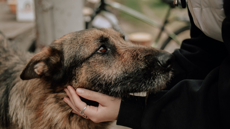 Journ e Mondiale Contre L abandon Des Animaux De Compagnie Le 29 Juin journ-e-mondiale-contre-l-abandon-des-animaux-de-compagnie-le-29-juin