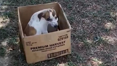 Illustration : "Un chiot abandonné dans un carton et terrifié n'a plus que cette boîte comme repère alors que des bénévoles se mobilisent pour lui offrir un nouveau départ"