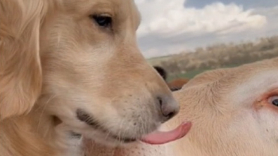 Illustration : Ce chien ami des vaches retrouve enfin ses copines après une longue séparation (vidéo)
