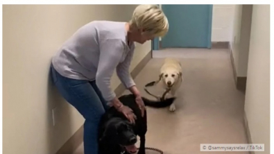 Illustration : "Le bonheur de ces 2 Labradors Retrievers, lorsqu’ils comprennent qu’ils vont être adoptés par la même famille (vidéo)"