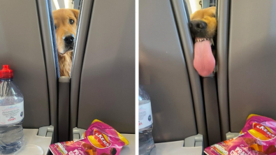 Illustration : "Les efforts d'un Golden Retriever pour atteindre l'insaisissable paquet de chips amuse les passagers"