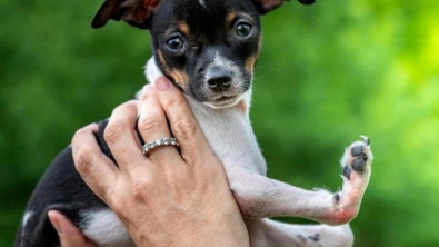 Illustration : "Ce chiot est né avec des pattes à l’envers et une équipe de vétérinaires va tenter de les remettre à l’endroit"