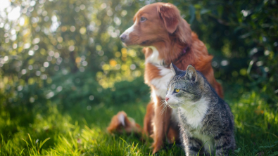 Illustration : "Pet Revolution, le congrès ouvert à tous les professionnels et passionnés d’animaux, dévoile le programme de son édition 2024"