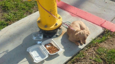 Illustration : "Attaché à une bouche d’incendie, ce chiot abandonné en pleine rue est si triste qu’il refuse de manger"
