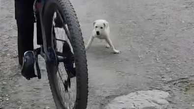 Illustration : "Un chiot errant surgit devant une cycliste en pleine nature et la suit dans l’espoir d’obtenir de l’aide (vidéo)"