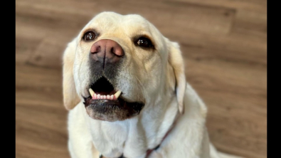 Illustration : "Le bonheur d’Annie, la Labrador Retriever, lors de son intégration dans une caserne de pompiers (vidéo)"