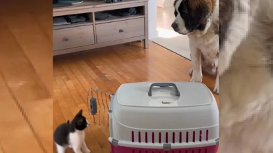 Illustration : "Cet énorme Saint-Bernard devient le gentil mentor d’un petit chaton turbulent (vidéo)"