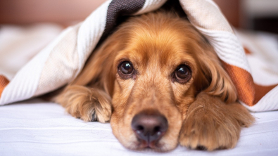Illustration : "Est-il bon de dormir avec son chien ?"