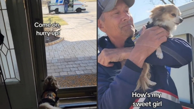 Illustration : "Une Chihuahua et un facteur développent une amitié qui a charmé les internautes"