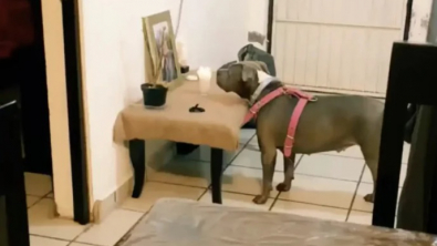 Illustration : "L'habitude de Greka, une chienne qui passe de longs moments à contempler une photo posée dans sa maison"