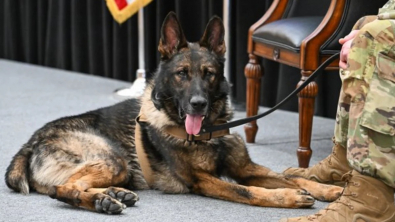 Illustration : "Un problème de santé oblige ce chien de travail militaire à prendre une retraite bien méritée après 8 années de loyaux services"