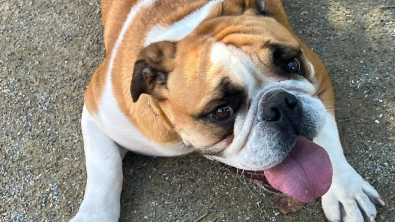 Illustration : "Un Bulldog anglais est volé à une famille peu avant l’anniversaire d’un des fils, qui espère revoir son ami rapidement"