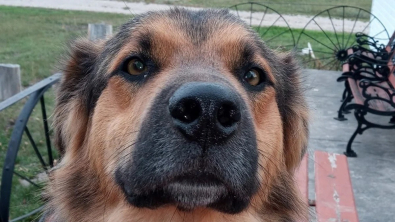Illustration : Ce chien perdu se retrouve à des milliers de kilomètres de son propriétaire qui fait tout son possible pour le récupérer