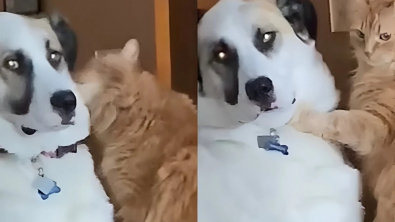 Illustration : Ce chien réputé pour son comportement difficile devient doux comme un agneau face à son ami chat
