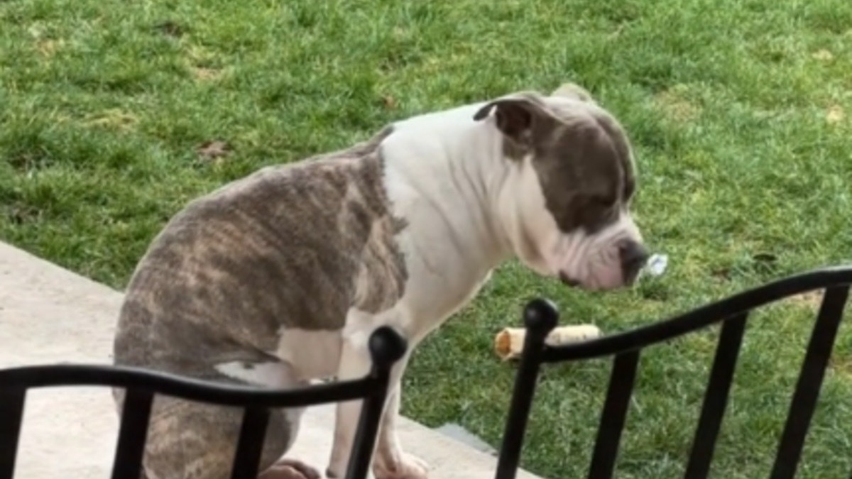 Ce chien triste en manque de compagnie regrette d’avoir un nouvel ami