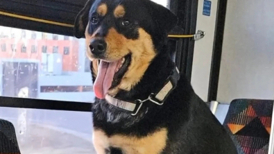 Illustration : Une femme remarque une chienne seule assise dans un bus et déclenche une enquête pour retrouver ses propriétaires