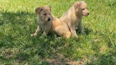 Illustration : "En promenade, cette femme découvre 2 chiots abandonnés et fait un choix audacieux pour les aider (vidéo)"