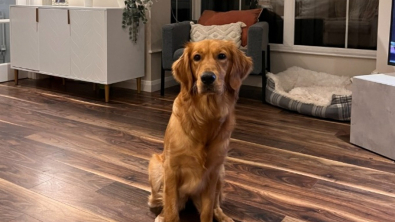 Illustration : "Un Golden Retriever attaché à ses maîtres trouve une solution radicale pour qu’ils ne partent pas en vacances (vidéo)"