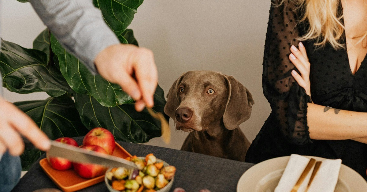 Durant un rendez-vous galant, l’invité ne supporte pas le chien de son