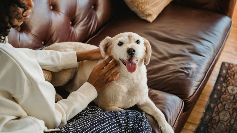Choisir un chien en fonction de son mode de vie : conseils personnalisés