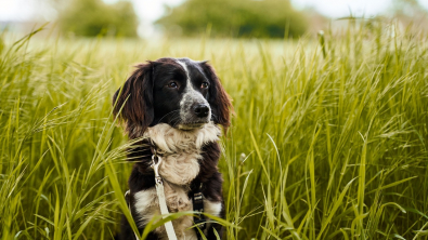 Illustration : "Comment détecter et prévenir les parasites chez son chien"